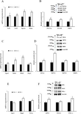 The impact of cannabinoid receptor 1 absence on mouse liver mitochondria homeostasis: insight into mitochondrial unfolded protein response